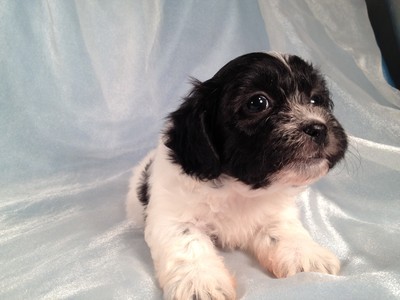 Female Shih tzu Bichon Pups|Iowa Minnesota Breeder $675